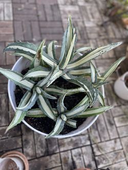 Variegated century “alba” plant