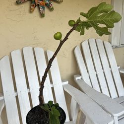 Brown Turkey Fig Plant 