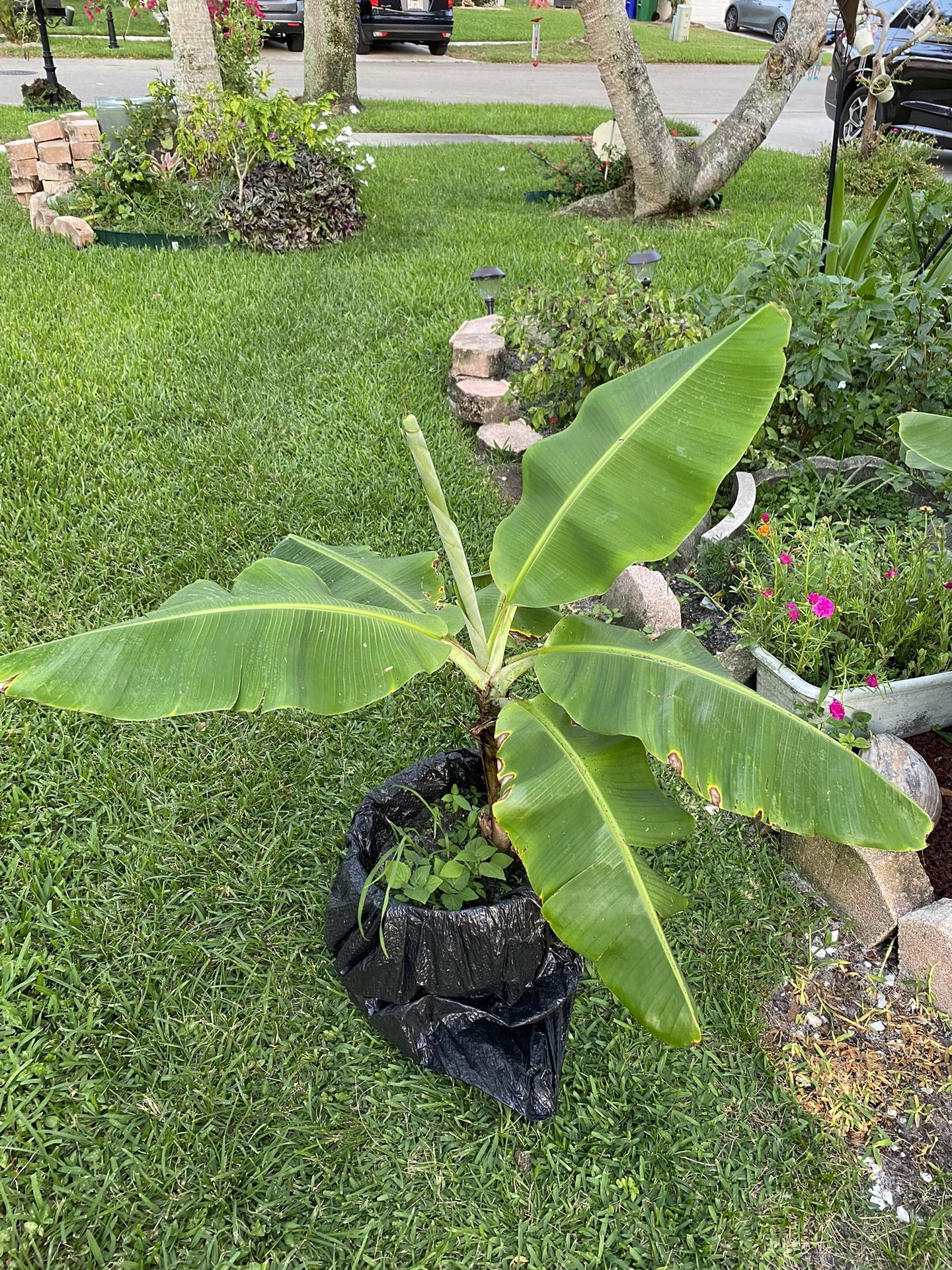 Banana Tree