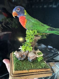 VERY RARE COLLECTORS ITEM Rainbow lorikeet Bird Green Parrot Taxidermy Bird RARE