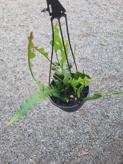 Fishbone Cactus Plant 6" pot