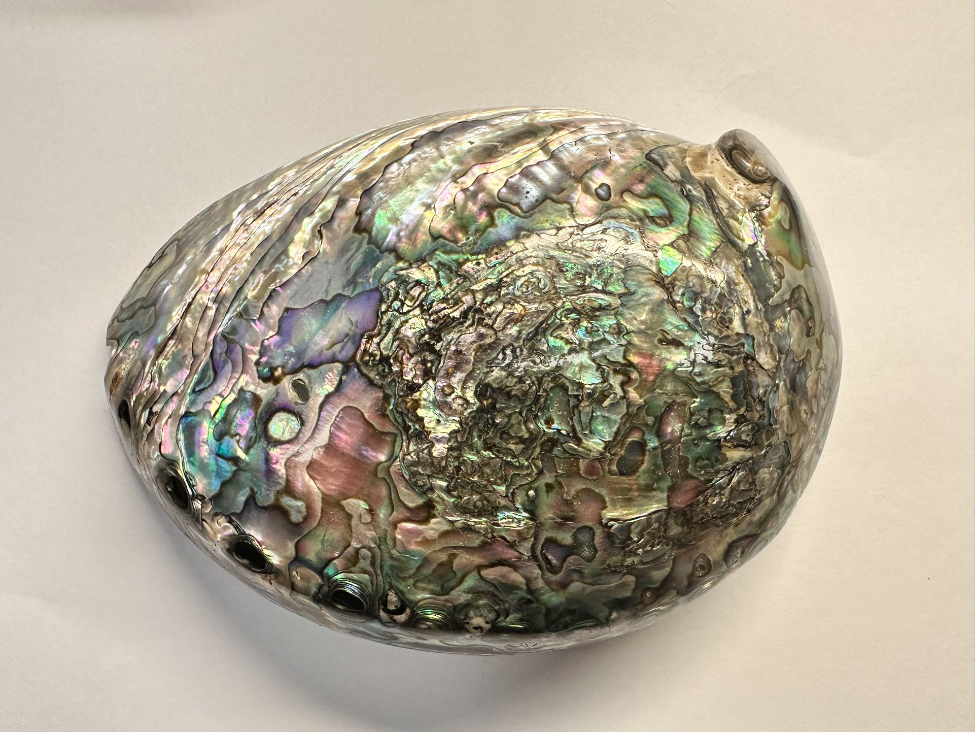 Vintage Abalone Shell Paua Very Rare and Unique POLISHED ON BOTH SIDES 6.5” x 5”