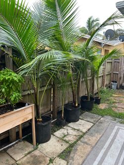 Coconut Palm Trees For Sale
