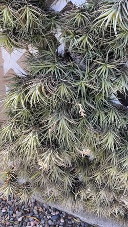 Air plants
