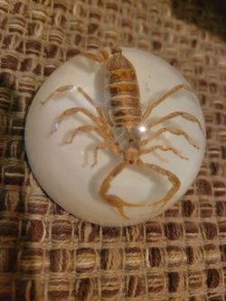 Clear Dome Paperweight - Unique Office Decor - It's the real deal!