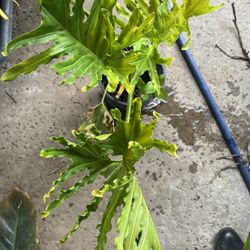 philodendron 1gallon pot , 12” tall ,$10