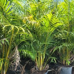 Arecas Palms For Inmediate Privacy!!! 6 Feet Tall!! Fertilized 