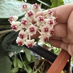 Hoya Obovara Plant With 3 Peduncles 