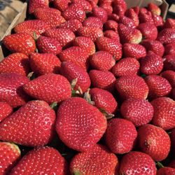 Fresas por Mayoreo 