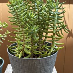 Mini Pine Tree