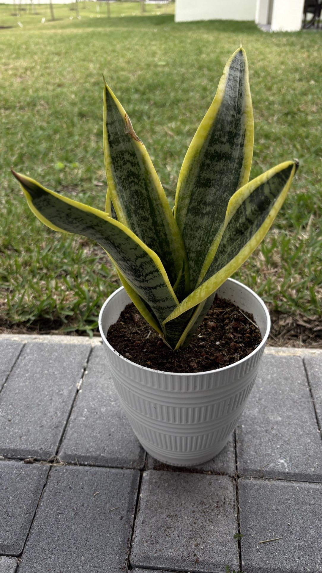 Snake Plant Sansevierias