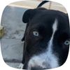 Robertito Hernandez
