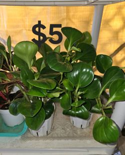 Peperomia Plants
