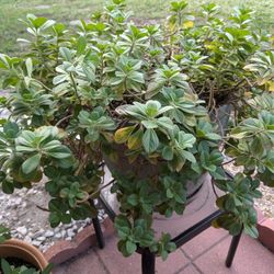 XL Panadol Plant With Table, The Plant Is Good For Fever,Headache, Information,  Drink As Tea.