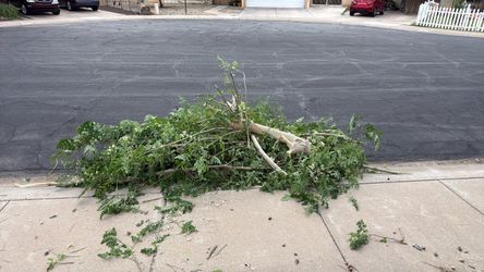 Free moringa cuttings fresh 10/11/26