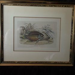 Vintage Centartus Niger Frame