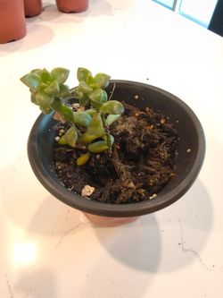 Starter Graptopetalum Bronz 3.5" Pot