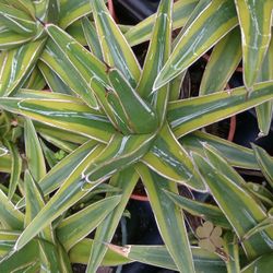 Small Cold Hardy Agave Perennial Plant 
