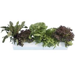 Go Grow Hydroponic Planter System - Indoor/Outdoor Gardening