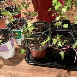 Starter Ivy Plants
