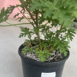 30” Tall Citronella Plant Mosquito Repellent 