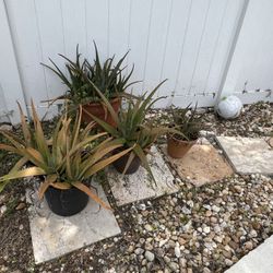 Assorted Plants And Pots 