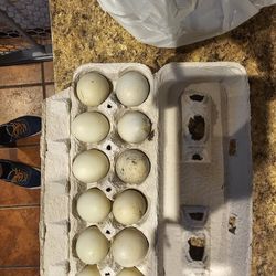 Farm fresh free range duck eggs