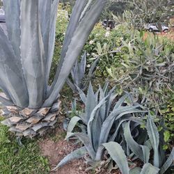 5 Follar Agaves.  Medium In Size.  Pick Up Only Not The Tall  One.  