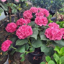 Hydrangeas