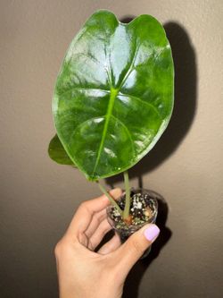 Alocasia reverted pink golden bone