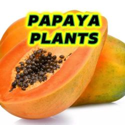 Papaya Seedling, 1 Gal, 1ft+ Tall