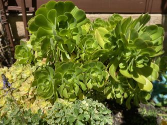 Huge live succulents!