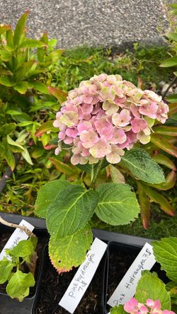 Light Pink Hydrangea