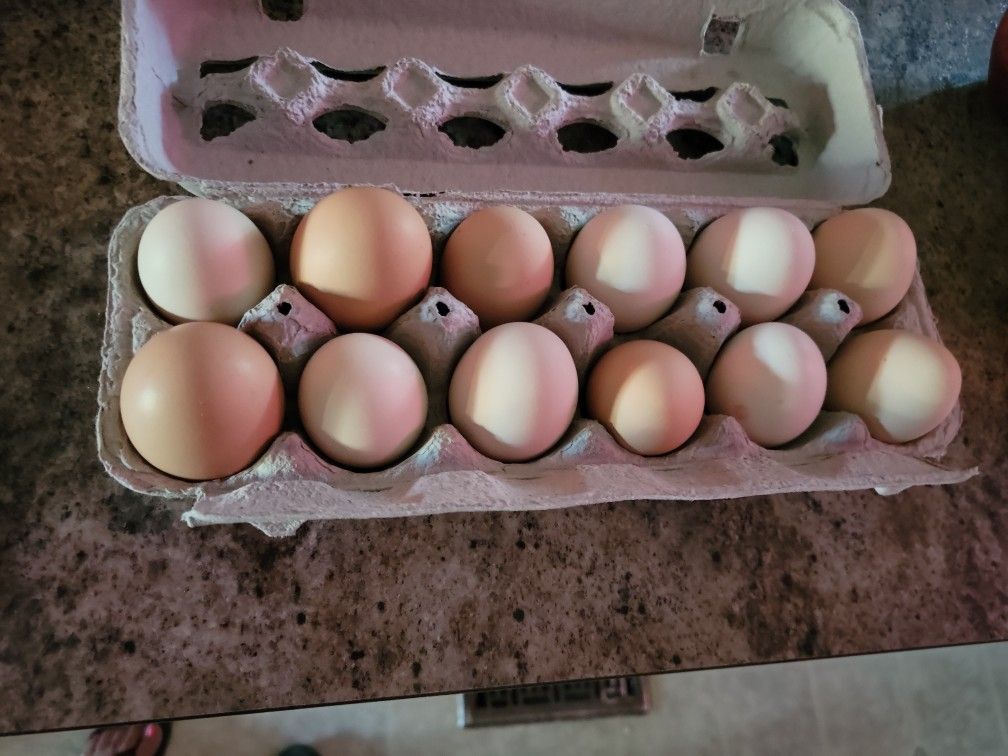 Fresh Eggs