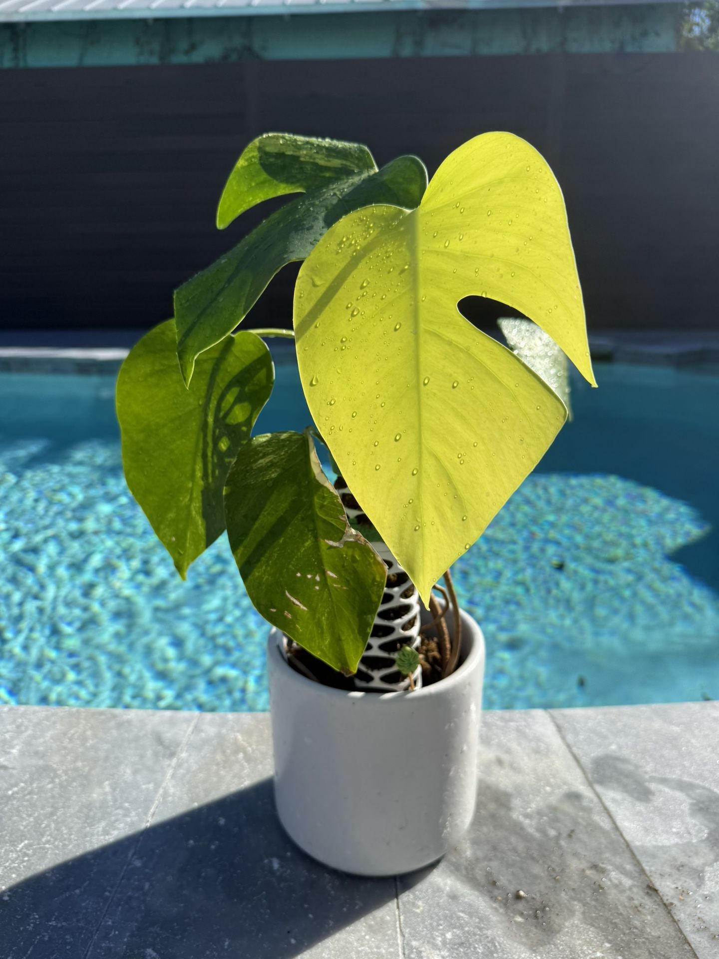 Monstera Aurea Rare Plant