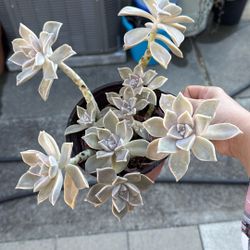 Succulent Plants 6” Pot 