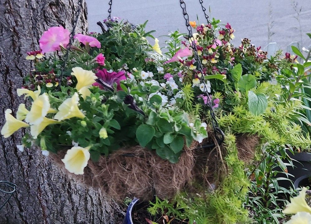 Flower Baskets Are Here