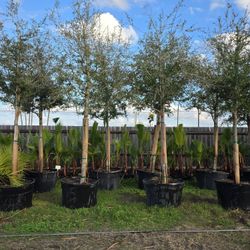 Empire Live Oak Tree 45gallones 10ft Tall 