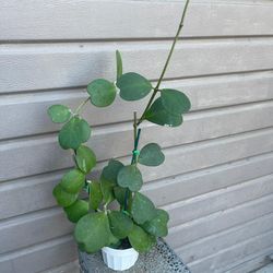 6” hoya kerrii 