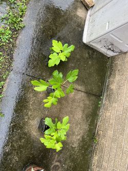 Italian Fig Trees, Light And Dark