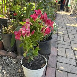 Rock Trumpet Flower / Mandevilla