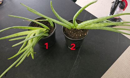 Freshly Potted and Fertilized Aloe