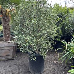 European Fruiting Olive (Olea europea ‘Mission’) 15gal 4’