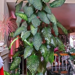 Plants plants plants - Not $1 read description.