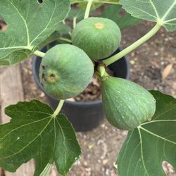 Fig Tree