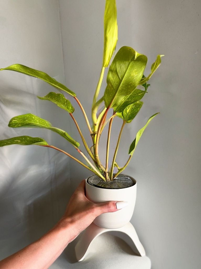 Rare Climbing Philodendron Golden Goddess Marble โ 4โ Grower Pot