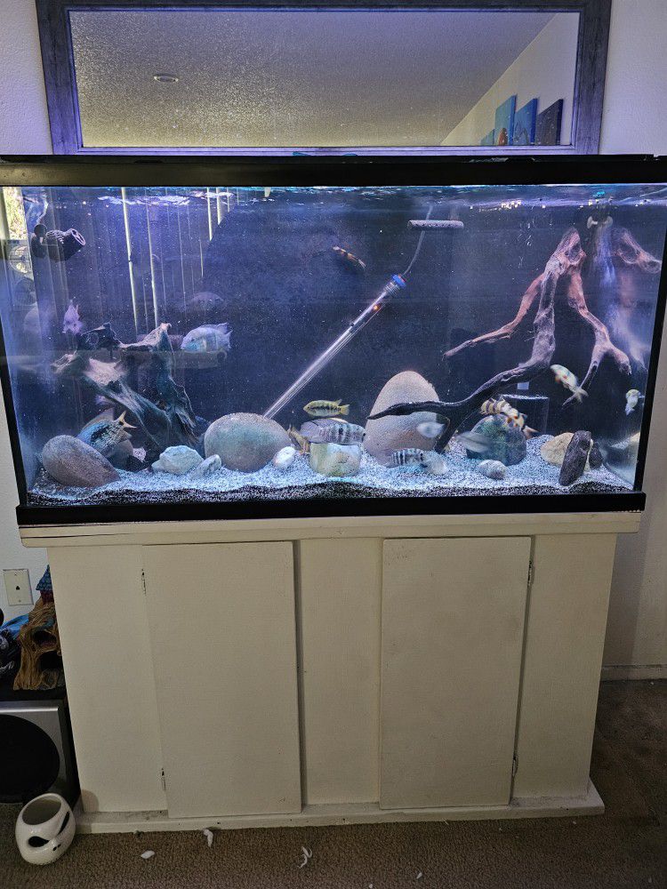 Fish Tank Decorations 