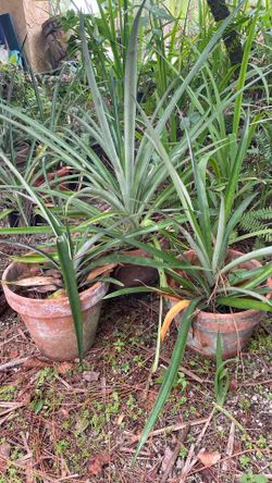 Potted Pineapple plants  $15.00 EACH  CASH, TEXT FOR PRICES