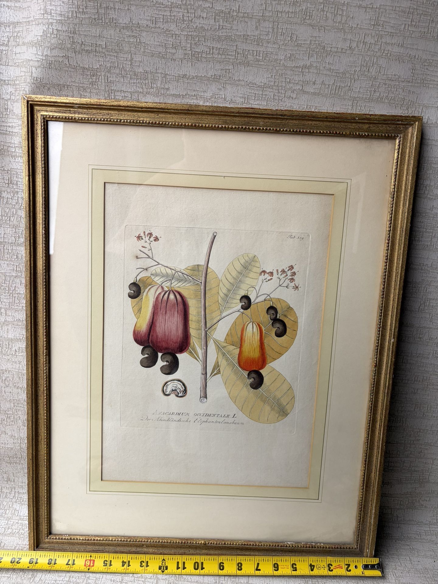 Anacardium occidentale — porridge (cashew nut). A beautiful ancient botanical illustration of the 19th century with bright fruits, nuts and leaves in