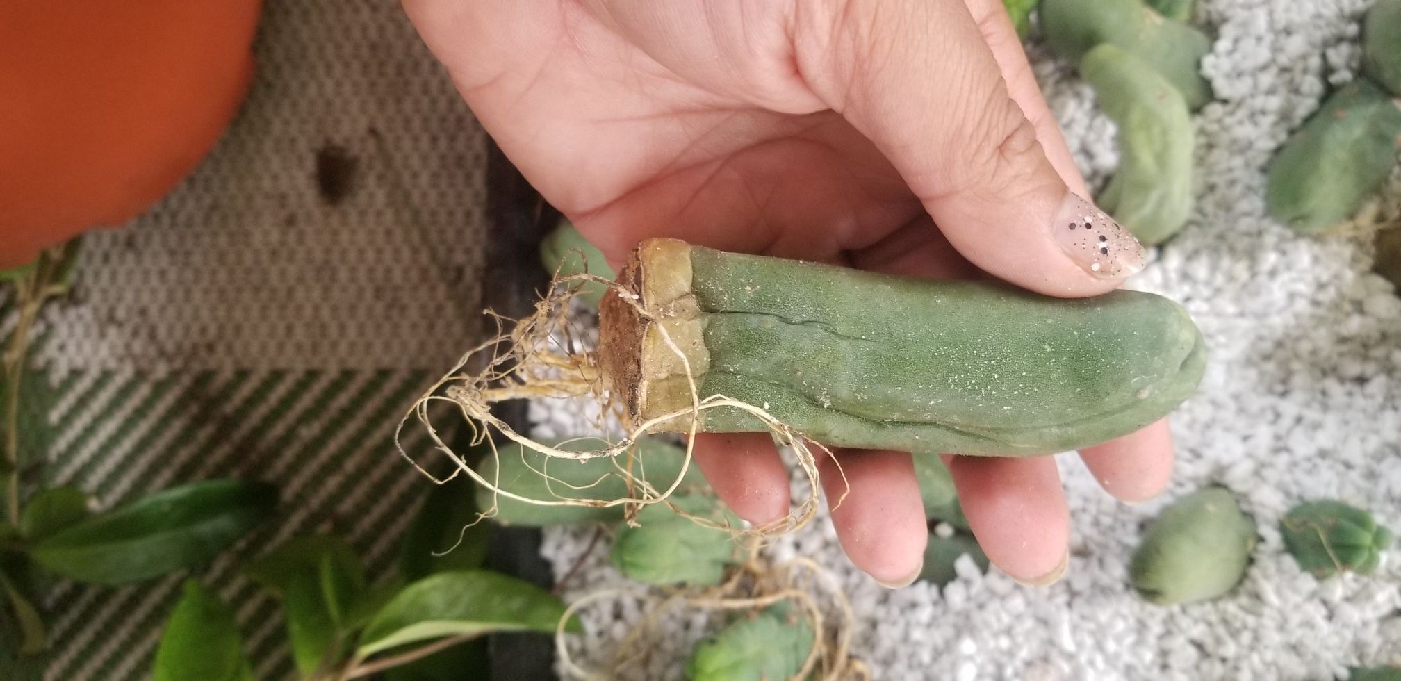 Pen is cactus